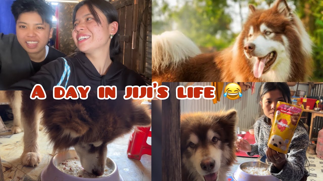 A day in Jiji’s life❤️||Manipurifunny||@AniChappi