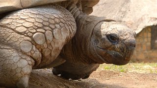 Meet Zimbabwe's 300 year old 'weather forecaster' tortoise