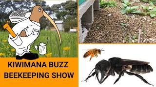 Thousands of Bees Killed in Lyttelton - KM140