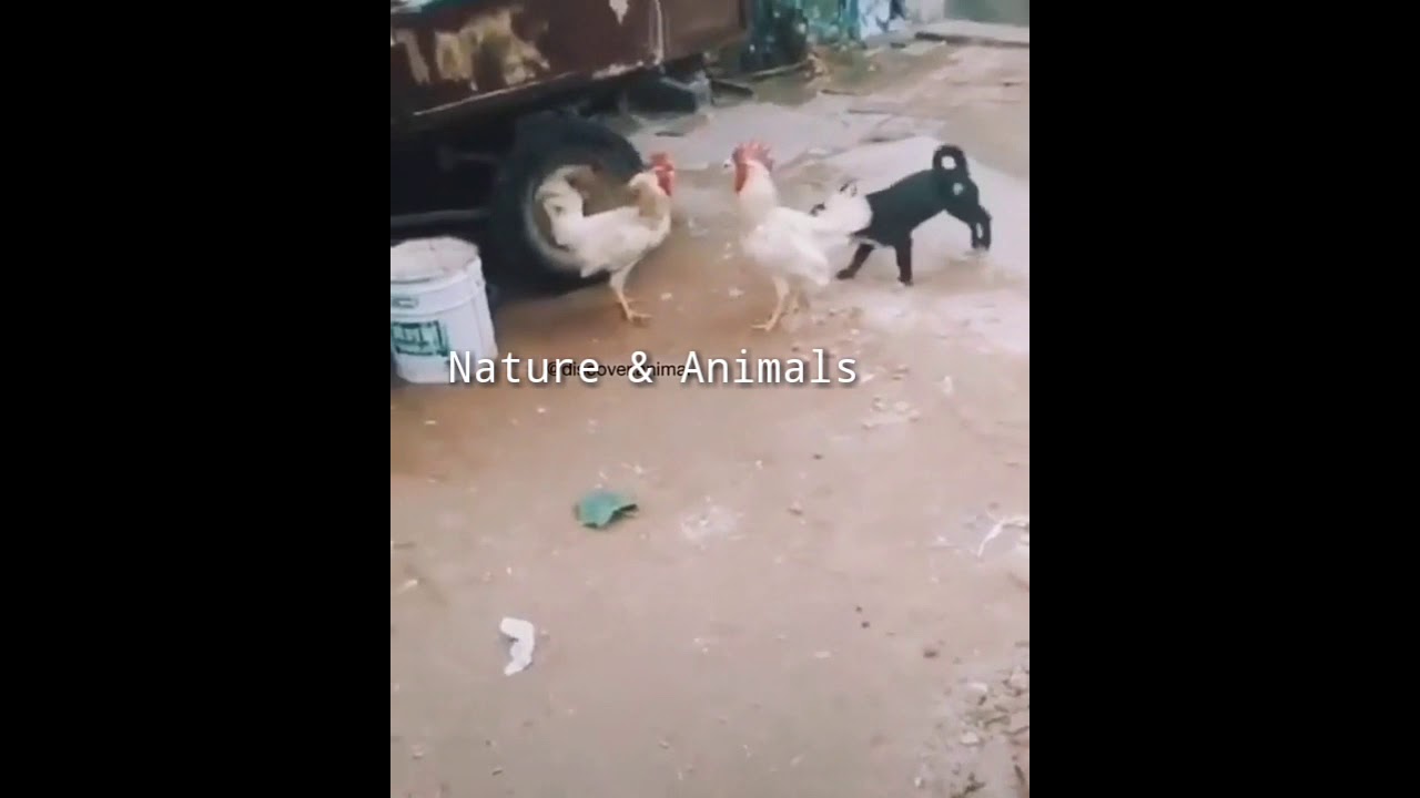 Cock fighting and dog. Funny animal videos