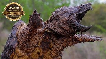 Top 10 Most Dangerous Turtles In The World