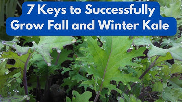 7 Keys to  Successfully Grow Fall and Winter  Kale