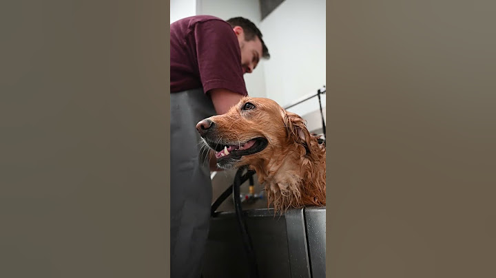 Tractor Supply's $9.99 Pet Wash Station | Everything you need to get your pet squeaky clean