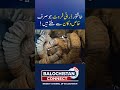 Special Dry Fruits You Can Only Find in Jaffarabad | Balochistan Connect