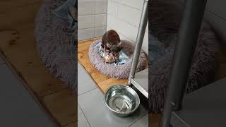 Тбилиси 🇬🇪 Сакартвело 💌 Грузия Приют Тамаза Элизбарашвили 🐕💌🍀🙏