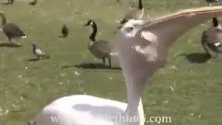 هل شاهدتم من قبل بجعة تاكل حمامة؟  Swan eating pigeon