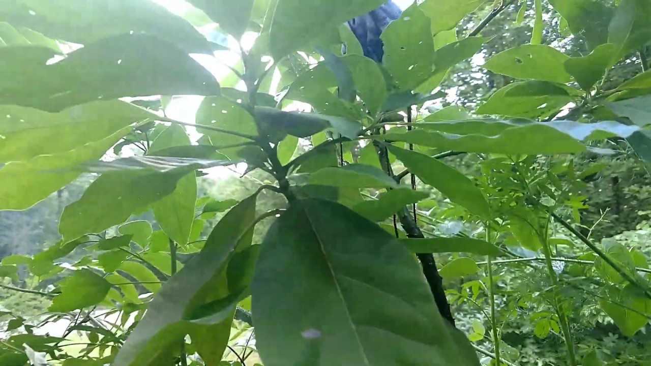 Avocado Propagation via "Cutting" Short Version // June 18, 2019