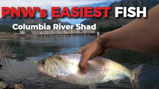 EASIEST Fish to Catch in PNW?  | Bonneville Dam Shad Fishing
