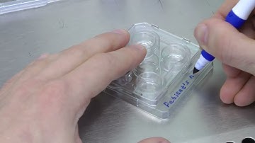 How to prepare the dish with the RapidVit media