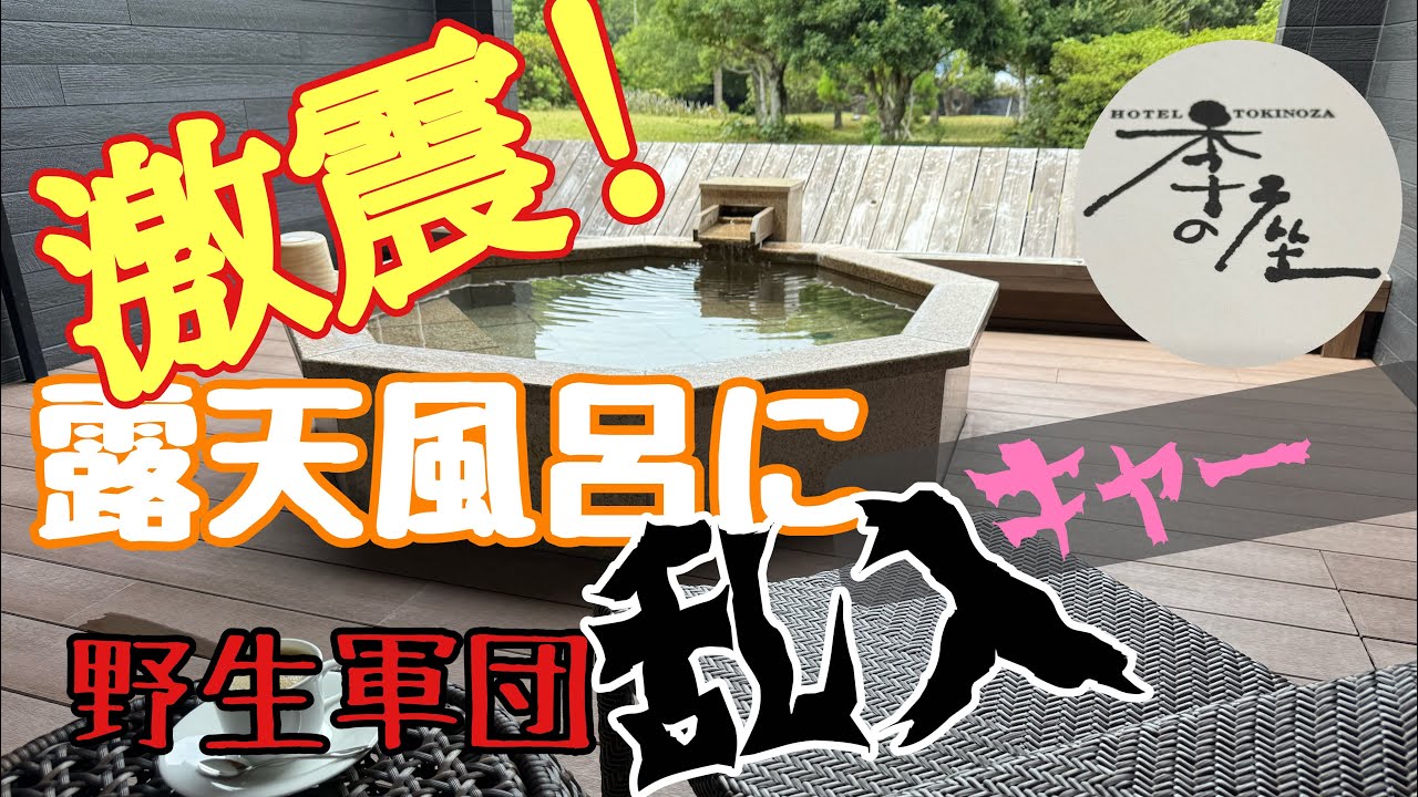 激震！露天風呂付き客室に野生軍団が乱入…夫婦旅でまさかの事件 【季の座】ときのざ