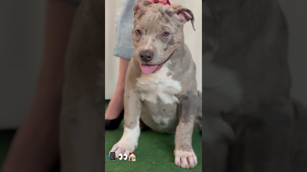 American Bully XXL Merle Tri Color Girl DDK9 Hulk X Bossy Rome Pets Puppy Americanbully