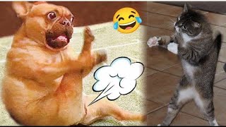 Funniest animal videos 😂😂 || adorable dog and cat videos | #trynottolaugh