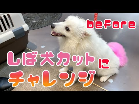 スピッツから柴犬へ変身?トリミングで夏を乗り切ろう【日本スピッツ かえで】