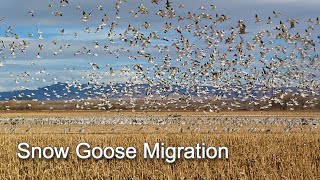 Snow Goose Migration