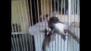 Download Lagu CIBLEK BETINA NARUNG part 2 MP3