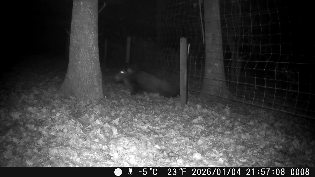 202601 Sangliers Pocé 1