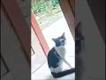 suara kitten dimana ya cing 😅 #cutecat #cat #suarahewan