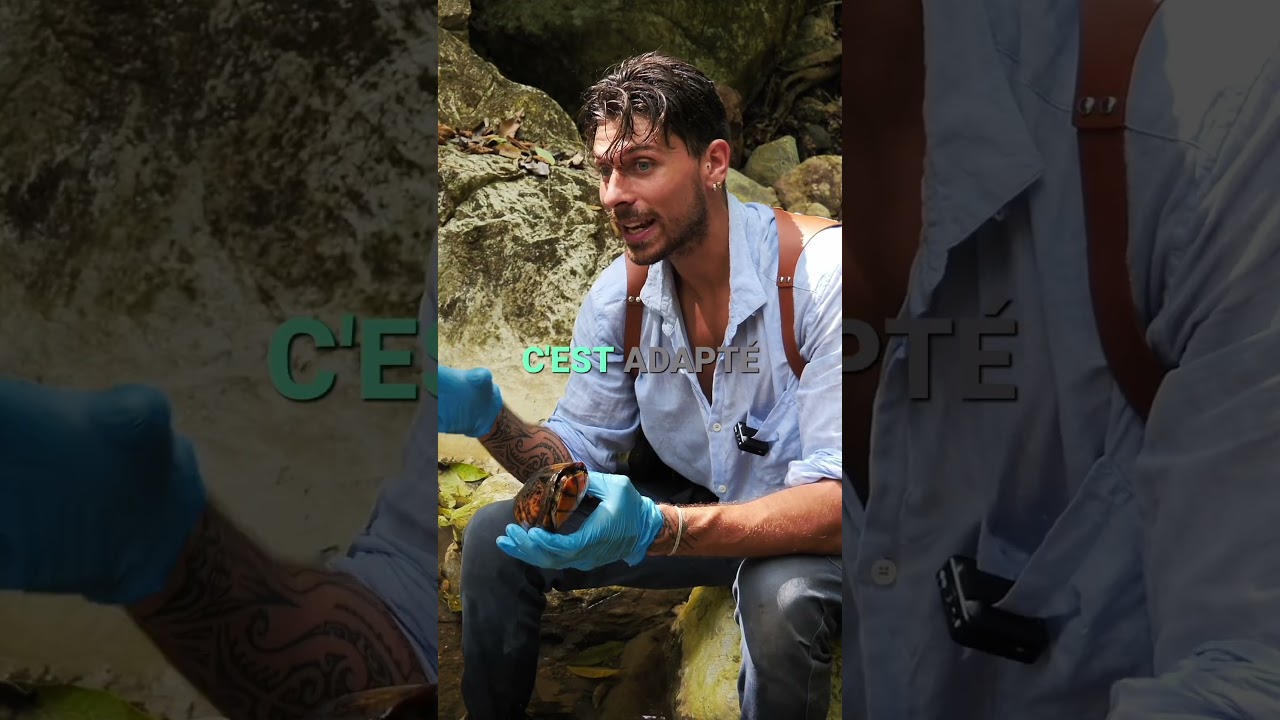Dinguerie ! Vidéo complète disponible #survie #animaux #animaux #nature #wildlife
