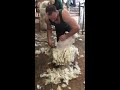 How to shear sheep. First shoulder breakdown