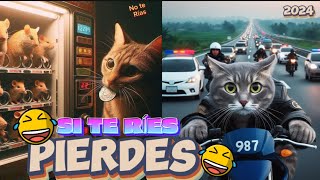 😂Videos De Risa De Animales 2024-Perros y Gatos Muy Graciosos (EXTREMO!)
