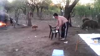 Caught on Camera- Mama Pig Defends Baby, Very Funny