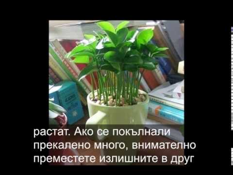 Видео: Дървета от кумкуат, отглеждани в контейнери - Научете как да отглеждате кумкуат в саксия