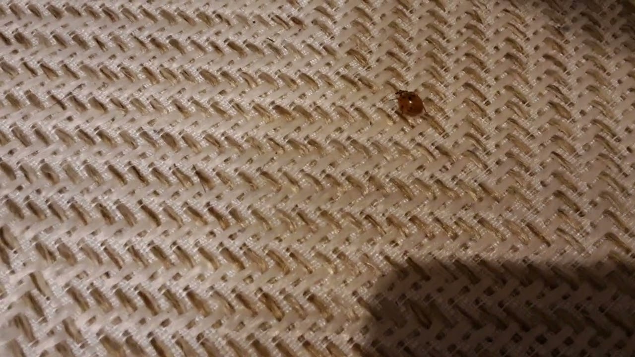 OMG yellow ladybug plus in my house!!!!!???