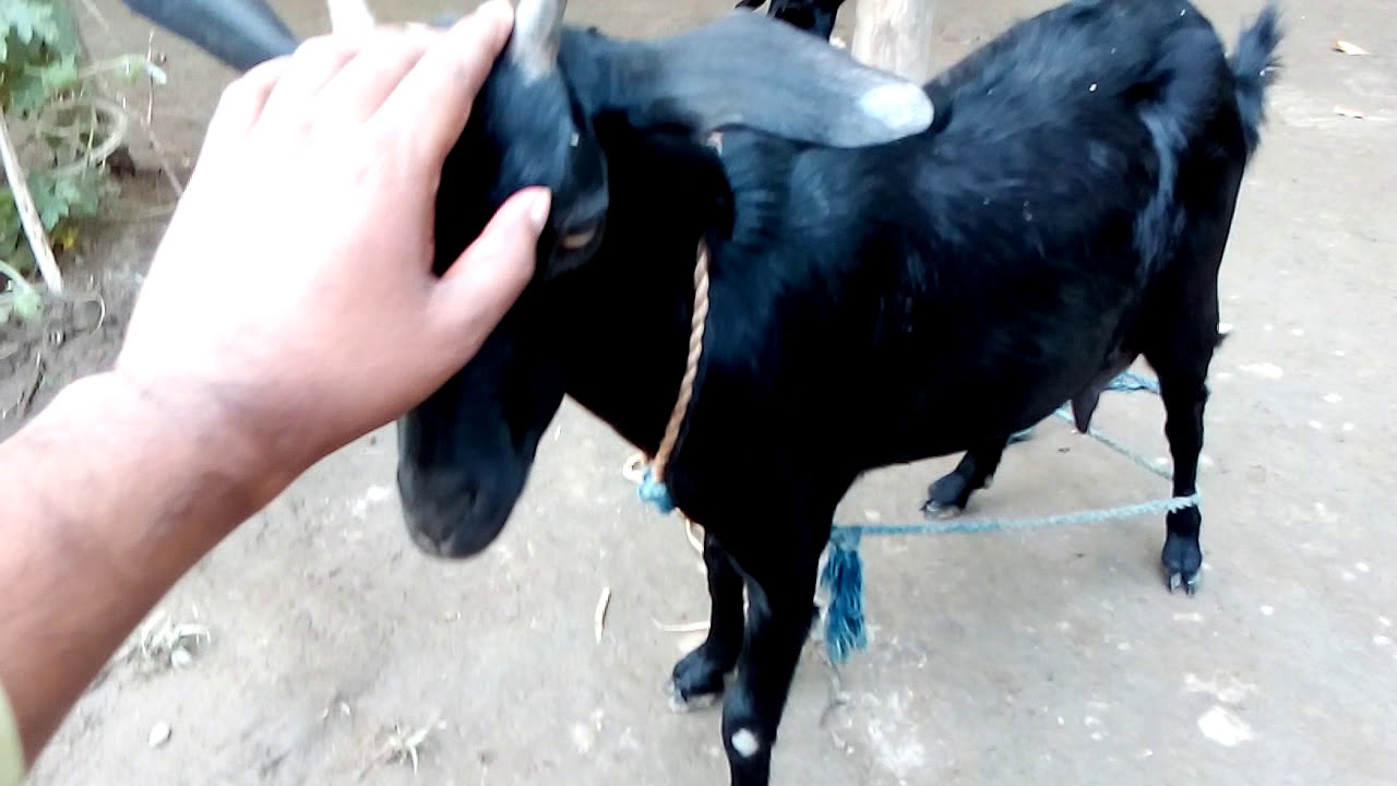 Today i took special care of this domestic animal - YouTube