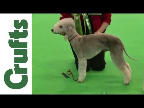 Crufts 2012 - Bedlington Terrier Dog 