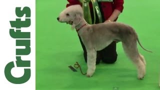 Crufts 2012  Bedlington Terrier Dog Best of Breed