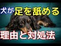 【愛犬のための知識】犬が足を舐める理由と対処法【犬を知る】