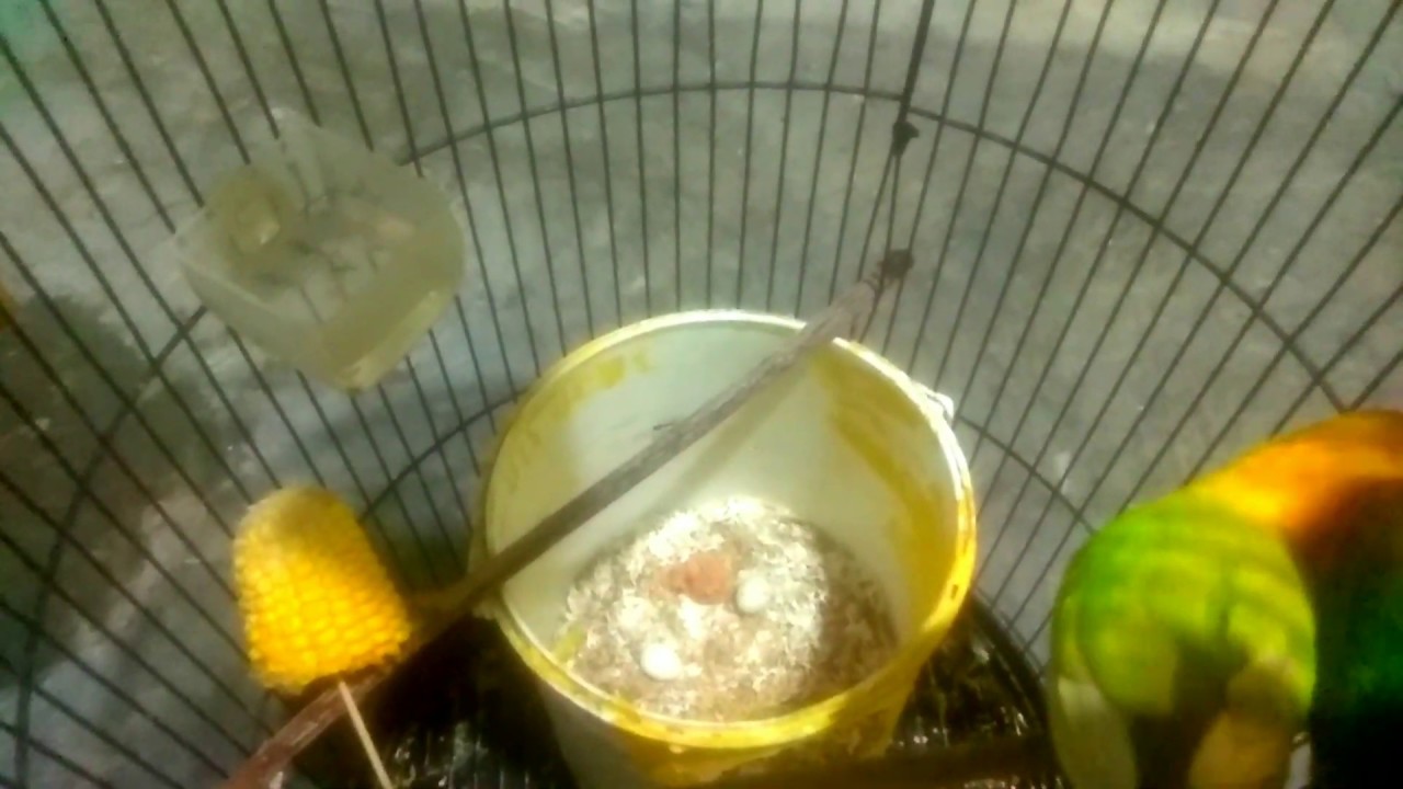BAYI LOVEBIRD, TELUR LOVEBIRD dan INDUK LOVEBIRD 