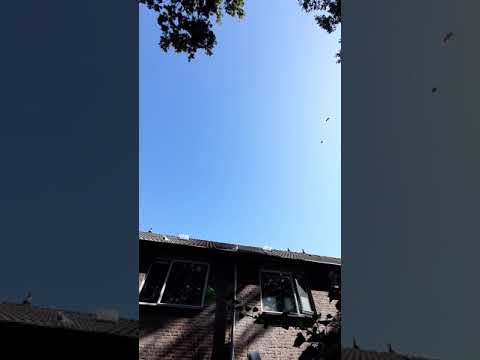 Iranse duiven in Nederland