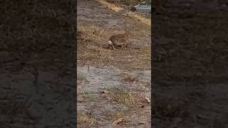 A running rabbit caught on camera 📸