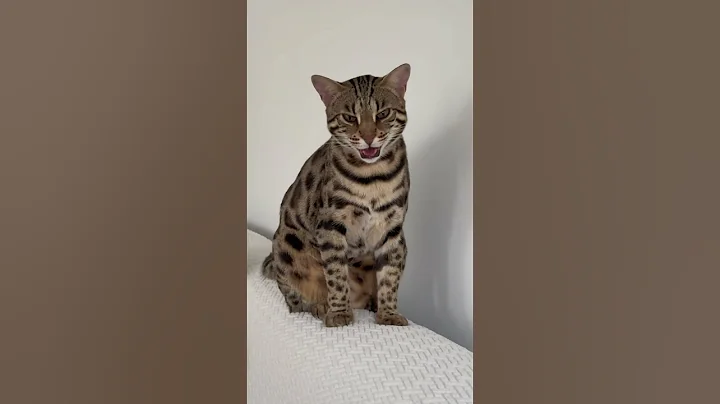 Video 11105371: cat animals lover funny, cute animals cat lover, pets