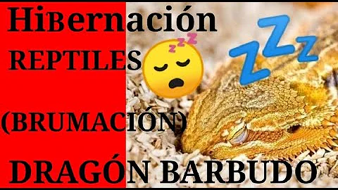 ¿Por qué mi dragón barbudo siempre quiere salir?