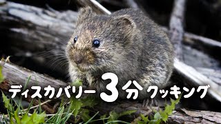 ディスカバリー3分クッキング | ネズミと尿のスープ(ディスカバリーチャンネル)