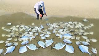 Pick so many dead fish on the beach after the typhoon ｜beachcombing