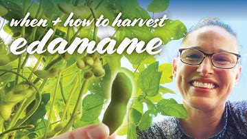 When & How To Harvest Edamame (Soybeans) – 2 Ways!