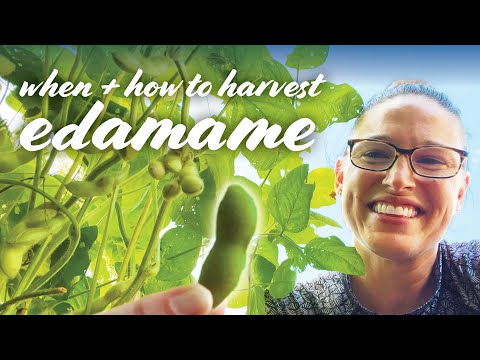 When How To Harvest Edamame Soybeans 2 Ways
