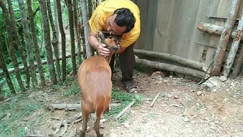 Sib coj mus saib kuv tus kauv yuav sab looj ceeb los