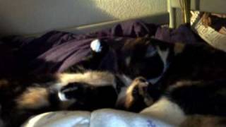 Capture_20100109.wmv