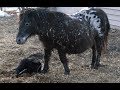 Miniature Appaloosa / Falabella Horse Mare - Bella - birthing foal