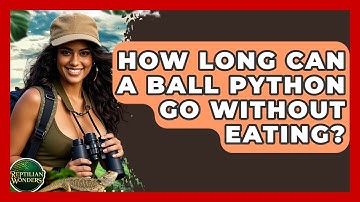 How Long Can A Ball Python Go Without Eating? - Reptilian Wonders