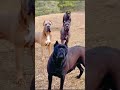 Vyuma Vime Umana Dog Funny Comedian Videos Shortsvideo On Trending