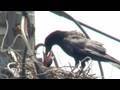 カラスのヒナの駆除 巣の撤去 害鳥 駆除 電柱 ハンガー 電線 東京電力 停電 ショート 短絡 雛 鴉の子育て raven crow bird
