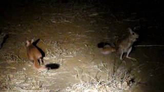 Africa 2009: Springhare Sighting during Nightdrive at Kruger National Park