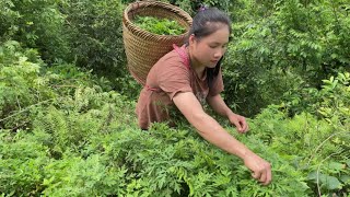 Harvest wild herbs  make cakes, cook herbs that are good for health in all four seasons