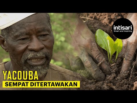 Video: Apa hasil dari semua upaya Yacouba Sawadogo?