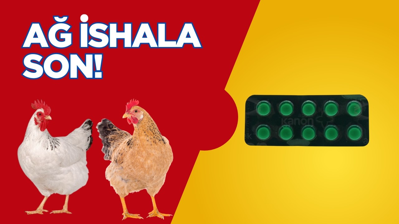 Ağ İshala QARŞI NƏ ETMƏLİ?